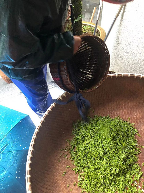 Свежесобранные чайные листья, из которых сделают сорт зеленого чая Лунцзин (“колодец дракона”): https://en.wikipedia.org/wiki/Longjing_tea#/media/File:Longjing_tea_17.jpg